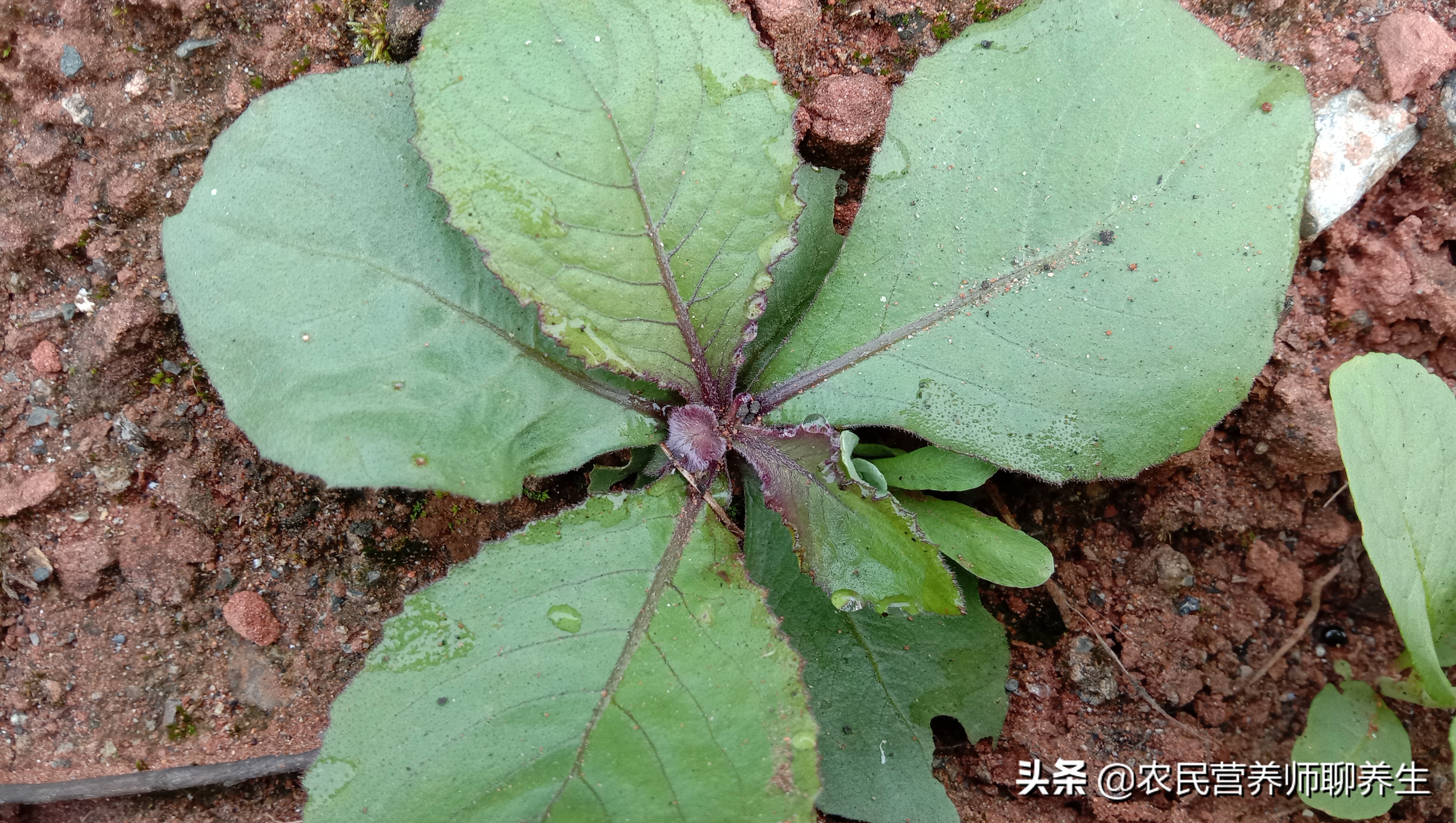 用什么泡脚除脚臭最有效（地胆草煮水泡脚可以除脚臭吗）