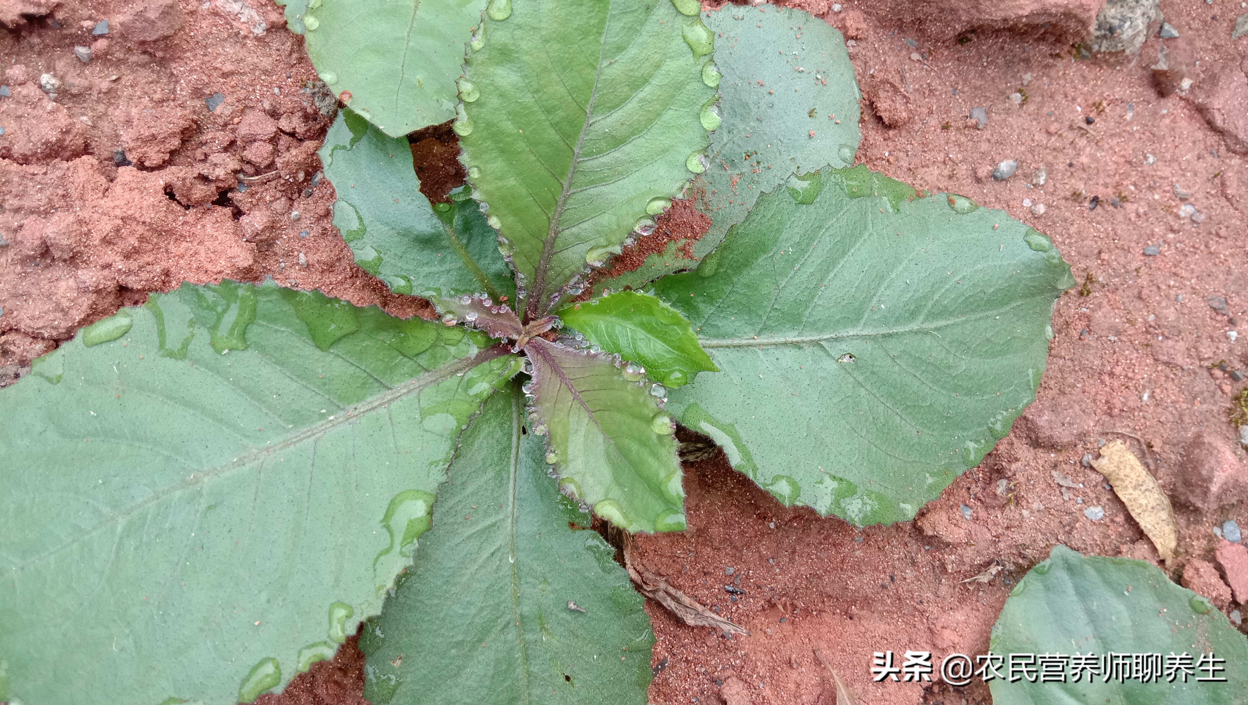 用什么泡脚除脚臭最有效（地胆草煮水泡脚可以除脚臭吗）