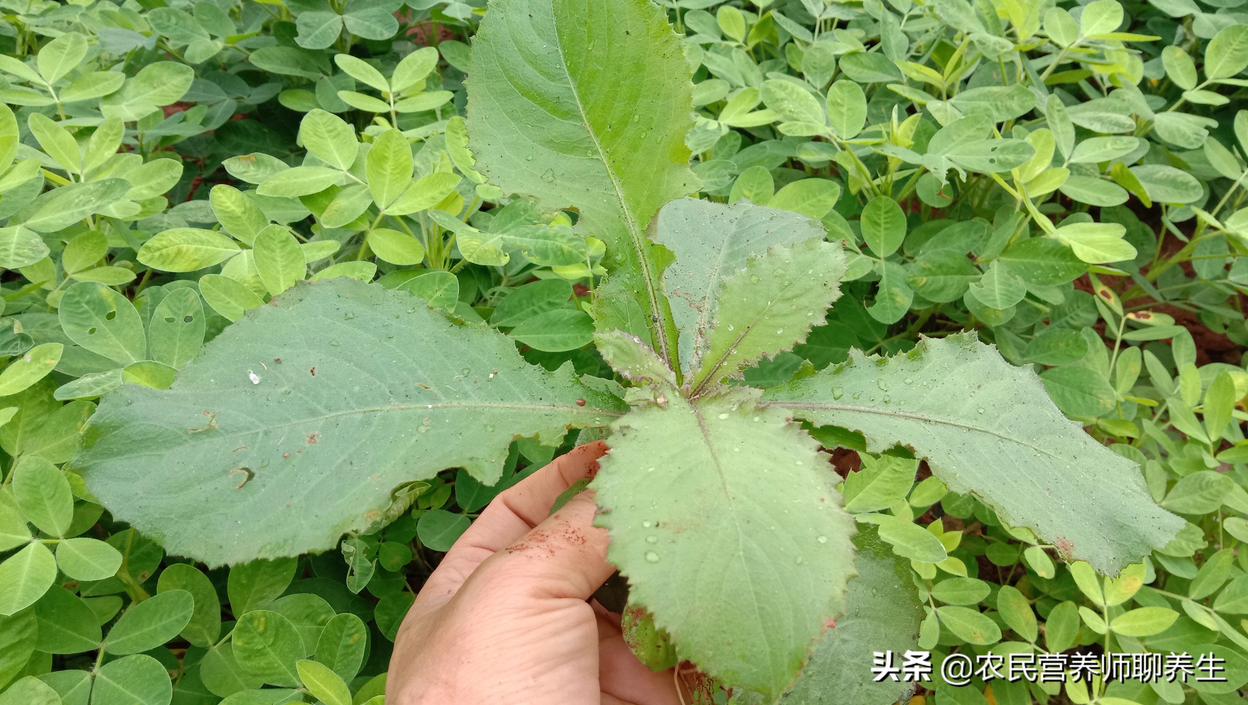 用什么泡脚除脚臭最有效（地胆草煮水泡脚可以除脚臭吗）